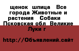 щенок  шпица - Все города Животные и растения » Собаки   . Псковская обл.,Великие Луки г.